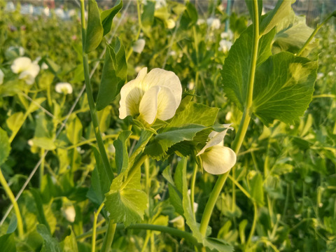 スナップエンドウ  肥料農薬不使用、自然栽培、自家採種 　300g