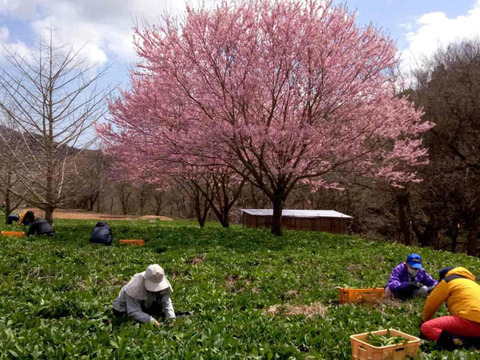【2026年優先予約】！初物を優先発送(4月中旬)！太い行者にんにく3kg　「やわらか若葉」幻の山菜
