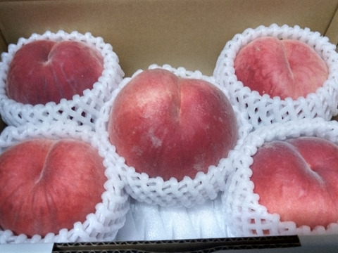 【お届けは８月中～下旬】川中島白桃「大人気の桃は食べて納得の美味さ♪」1.5kg
