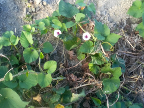 さつまいも　いずみ13号　自然栽培、肥料農薬不使用、自家採種1.5㎏