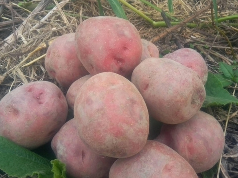 ジャガイモ＆玉ねぎ　農薬化学肥料不使用