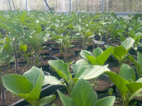 なす　肥料農薬不使用、自家採種