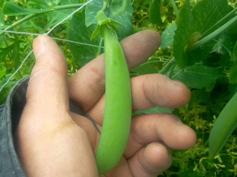 エンドウ＆空豆　mix　自然栽培　自家採種