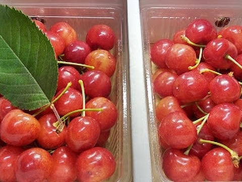 【発送は６月上旬～】佐藤錦３５０ｇ×２（贈答用）「この時期だけの最高の贅沢をあなたに」