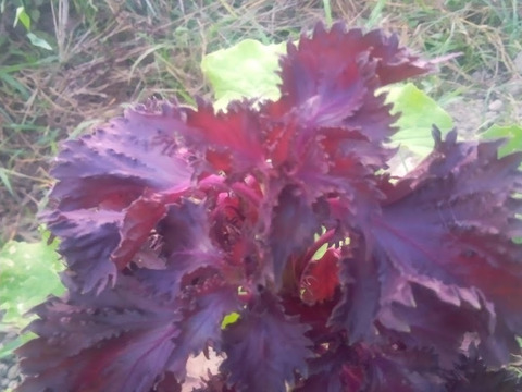 赤紫蘇 農薬化学肥料不使用、自家採種