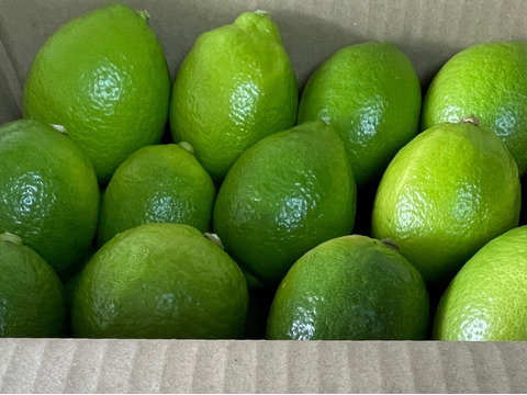 -爽やか芳醇-  グリーン『ATAMI de LEMON®』3Kg〔秀・優〕この季節だけの期間限定