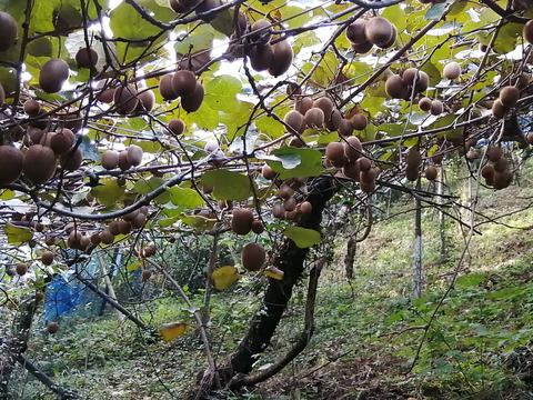 農薬不使用！【追熟済】緑キウイ「ヘイワード」2kg