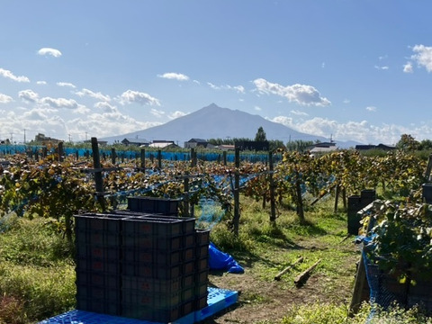 最高糖度２２度超のぶどう青森県鶴田町産「スチューベン」（特秀・２Kg）