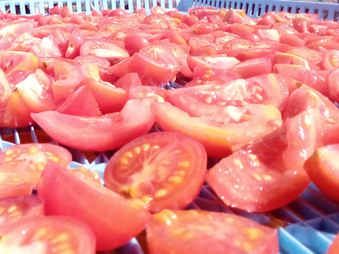 ミニトマト　肥料農薬、動物性堆肥不使用、自家採種