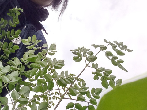 モリンガ　生葉　80g