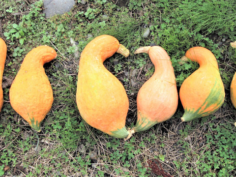 ２種類のかぼちゃプリン。化学肥料農薬を使わずに育てたかぼちゃをふんだんに使いました。ほくほく＆とろーり濃厚。たっぷり１２個セット。