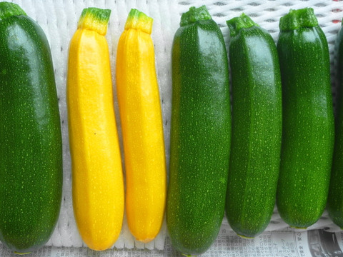 楽しい食卓！カラフル野菜セット6品目～農薬/化学肥料・不使用