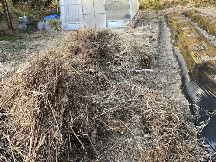 自然農法☆熟成☆栄養価の高いサツマイモ紅おとめ 土付き 2kg