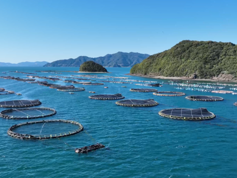 「養殖本鮪」みやび鮪【切り落とし1㎏】養殖本鮪品評会初代王者