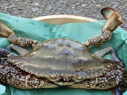 大きめワタリガニ　約3kg（5～6匹）