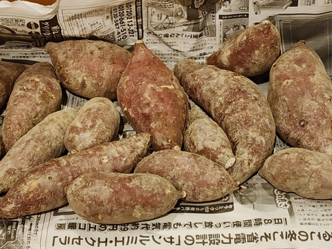 【訳あり・順次発送】さつまいも3種（安納芋or紅はるかorシルクスイート）10kg ※栽培期間中化学肥料・農薬不使用※ R7年静岡産 3S/2S/S/M/Lサイズ混合 サツマイモ/さつま芋