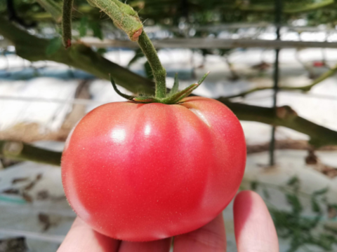 【先行予約10%割】【訳あり】冬春トマト生産量日本一の熊本県八代市産規格外トマト4kg《9月末で受付終了》ご購入していただきました順に11月頃～年末までに順次発送いたします。
