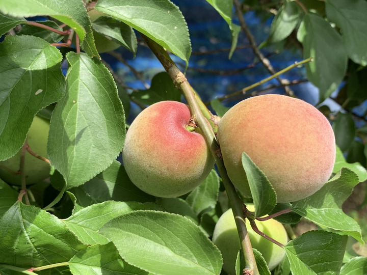 生産者のこだわり