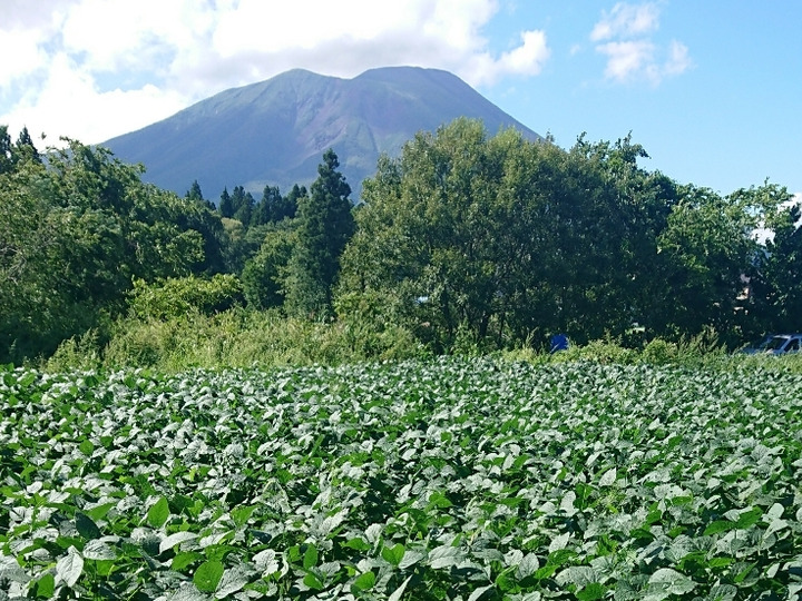 南部片富士印へのレビュー 商品 岩手県 食べチョク 産地直送 産直 お取り寄せ通販 農家 漁師から旬の食材を直送