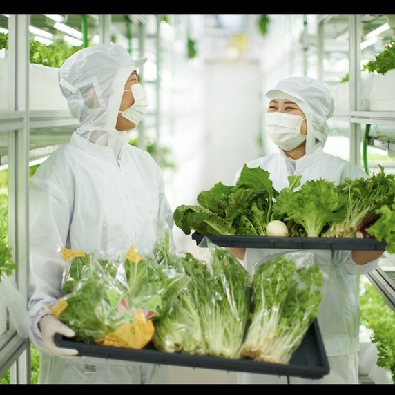 大剛 伏見工場　野菜プラント