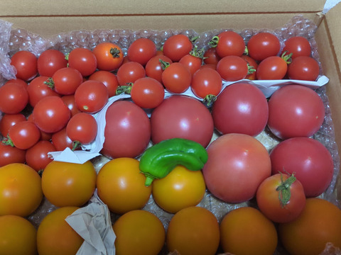 お試し♪【本当に美味しい🍅】自然栽培！わたなべ農場トマト3品種♪