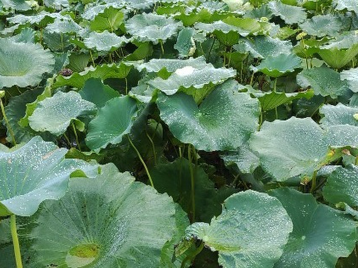 クール便あり 訳アリ レンコン 節毎 2キロ：茨城県産のれんこん｜食べチョク｜産地直送(産直)お取り寄せ通販 - 農家・漁師から旬の食材を直送