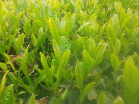 農薬不使用　お茶処の「深蒸し煎茶」100g（2022年一番茶）