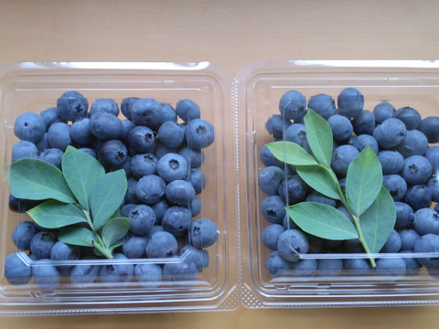 ブルーベリー　1kg 冷凍オーガニックブルーベリー1kg（200g×5パック） | 大五グルメ