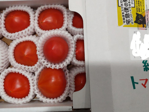 【衝撃の濃い味】トマトを超えた【ト・マーレ】罪深い美味しさ！800g