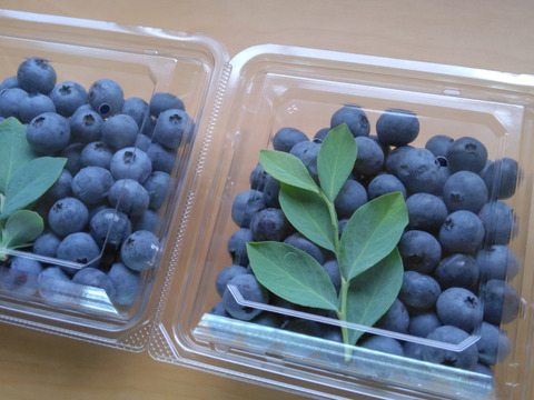 本日8月29日金曜日発送！ ブルーベリー 500ｇ 
【農薬 肥料 不使用】新鮮 朝摘み！生食用！
