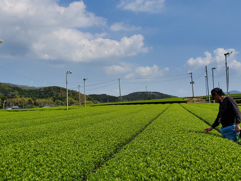 大容量！紐なし知覧煎茶ティーバッグ 3g×30P