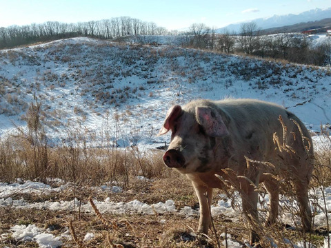 十勝の森放牧豚どろぶたのお肉堪能セット（1100g）