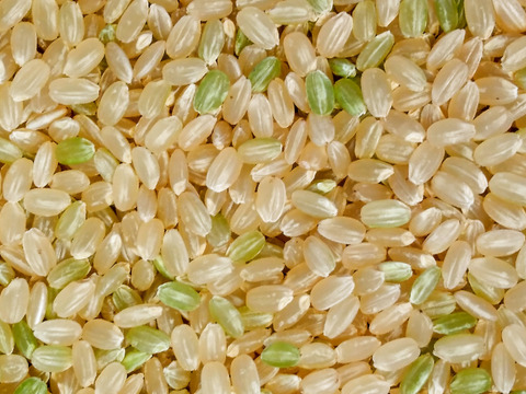 九州の玄米2種セット（にこまる・夢つくし）農薬・除草剤不使用