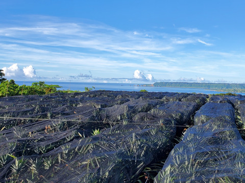 パインの最高峰🍍ジューシーで極上の甘さ！沖縄県産『ゴールドバレル』（大玉）2.0kg~  1玉