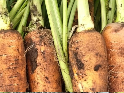 【農薬化学肥料不使用】朝採り！信州伊那谷★旬の野菜セット Mサイズ (金曜発送)