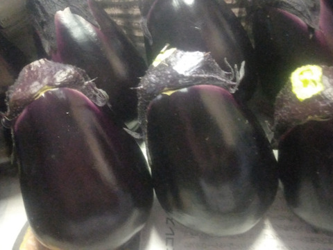 生でガブっと！絶品泉州水なす14房