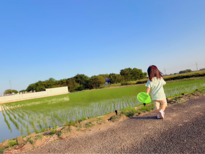 R8年産 新米】予約でお得に！『彩のきずな』 (精米2kg)：埼玉県産のお