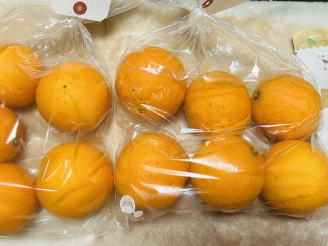 無・ネーブルオレンジ 1kg