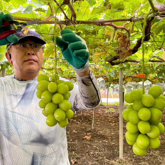Koshu Grape Farm 