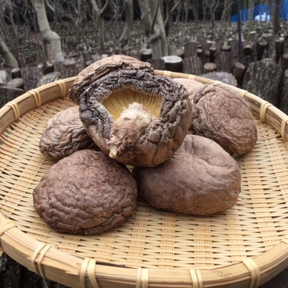 大野きのこ山