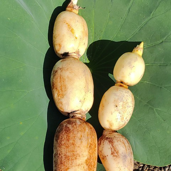 れんこんファーム