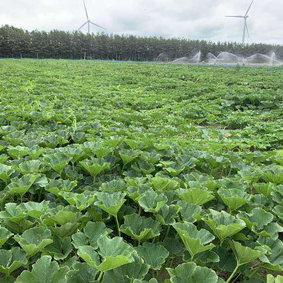 KIRYU FARM