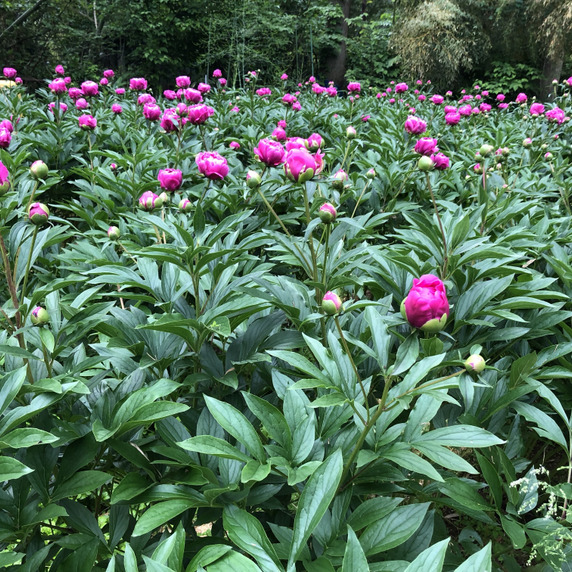 ファームはました