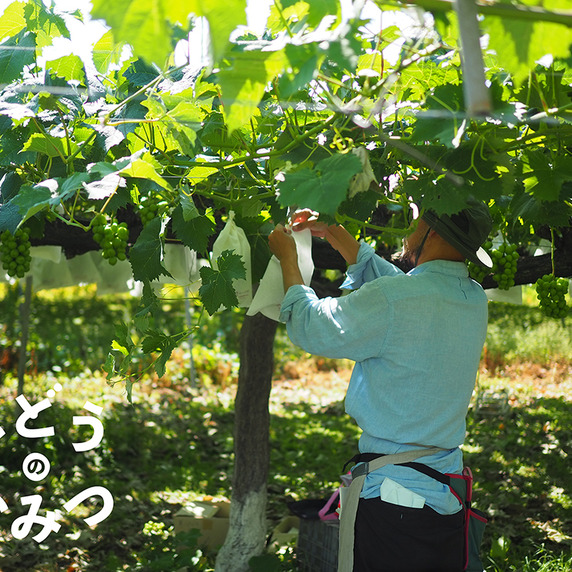 ぶどうのおみつ