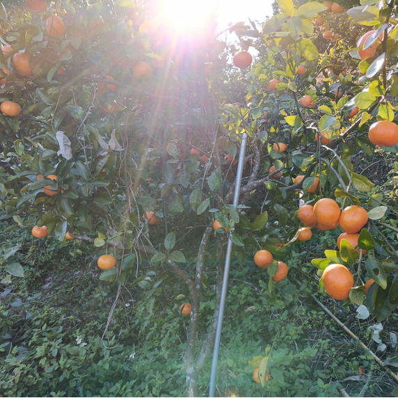 佐多バナナ農園