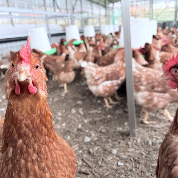 ビークスガーデン