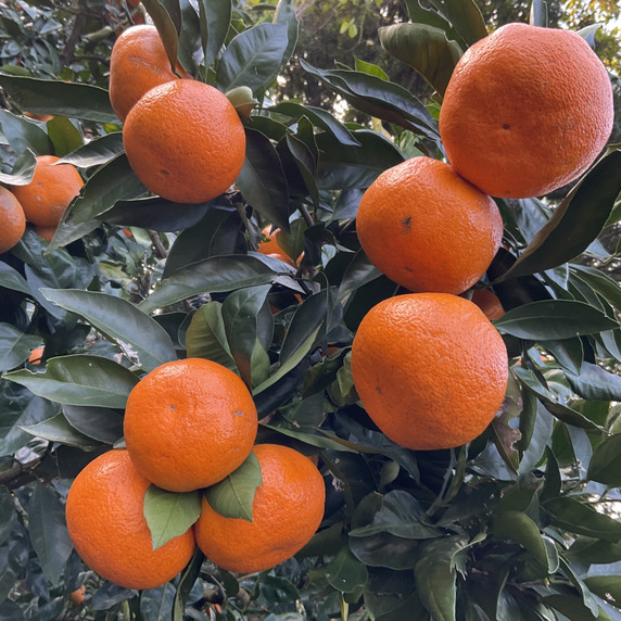 熊本食育センター