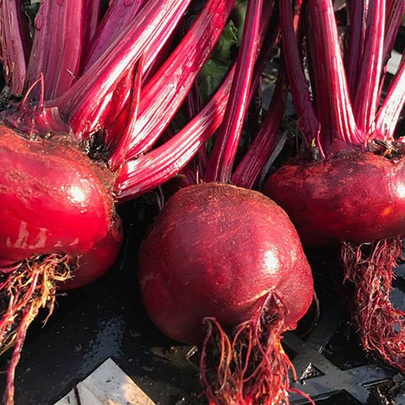 The Golden Harvest of Japan