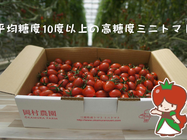 海水栽培 高糖度トマト 大分県産 2kg