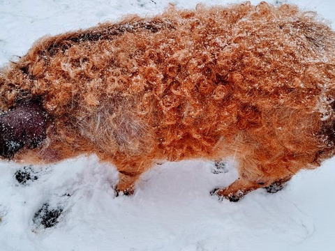 信州マンガリッツァ豚　バラブロック2㎏